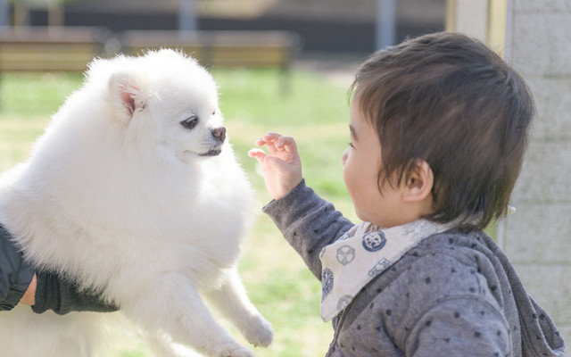 ワンちゃんと男の子