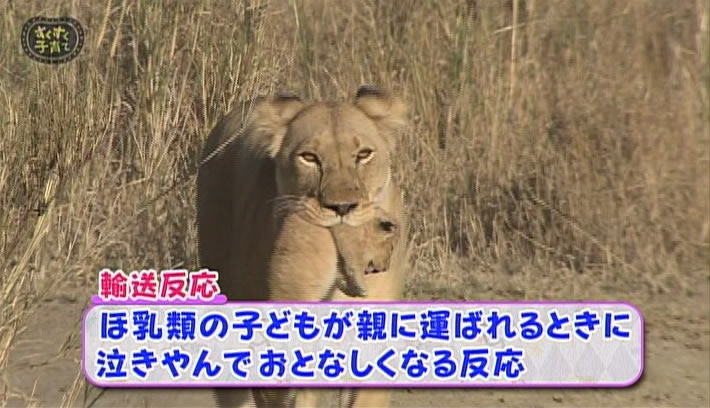 「すくすく子育て 寝かしつけ大作戦」