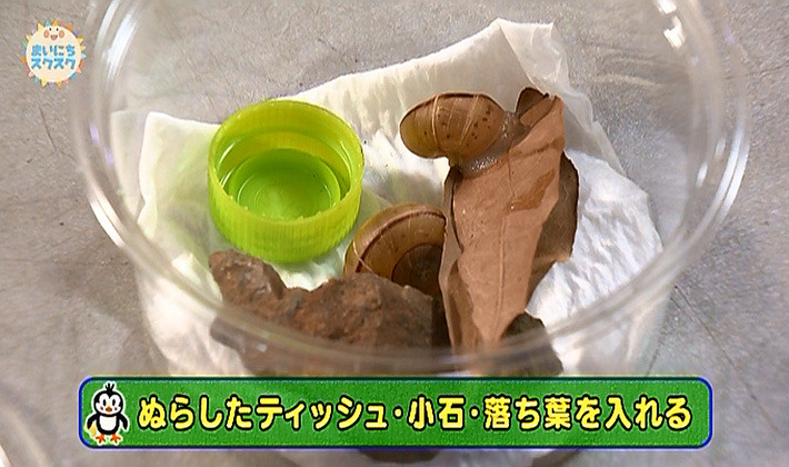 子どもと一緒に虫を飼おう 2 エサ 子育てに役立つ情報満載 すくコム Nhkエデュケーショナル