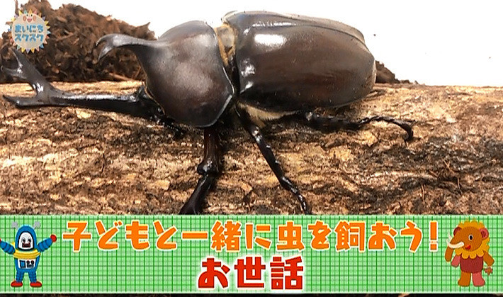 ひっくり返る カブトムシ