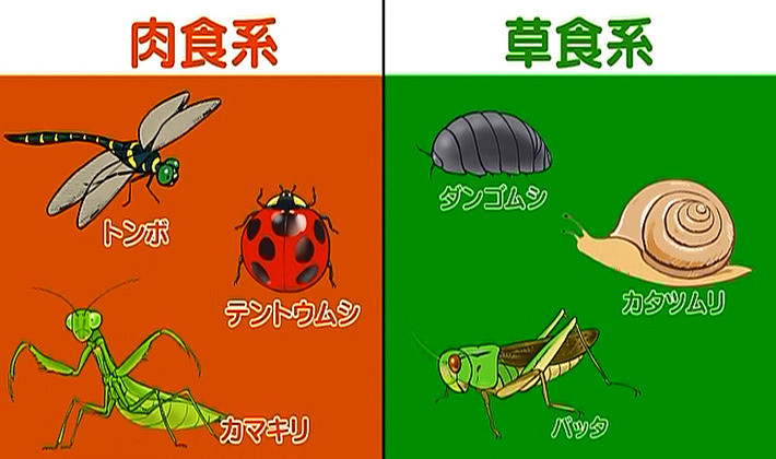 子どもと一緒に虫を飼おう 4 虫探し 子育てに役立つ情報満載 すくコム Nhkエデュケーショナル