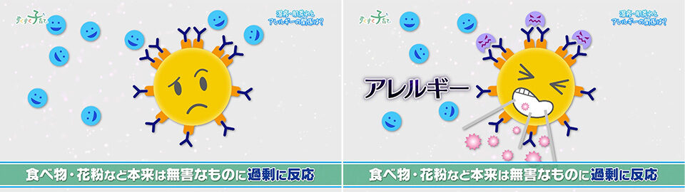 食べ物・花粉など本来は無害なものに過剰に反応すのがアレルギー