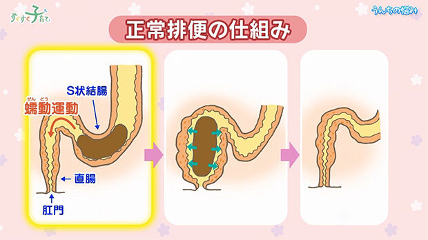 正常排便の仕組み