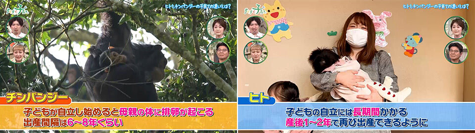 ヒトとチンパンジーの子育ての違い 出産の間隔