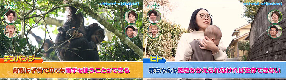 ヒトとチンパンジーの子育ての違い 体毛と握力