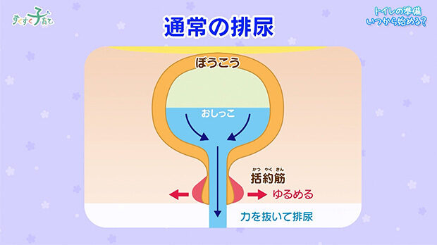 通常の排尿